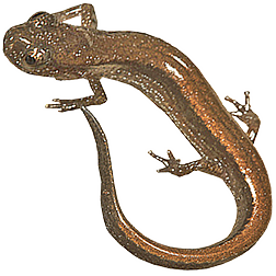 Western Dwarf